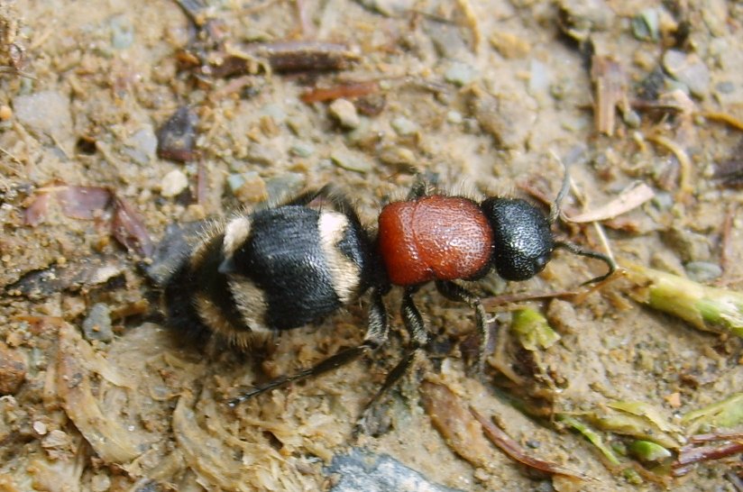 Mutille varie, maschi e femmine